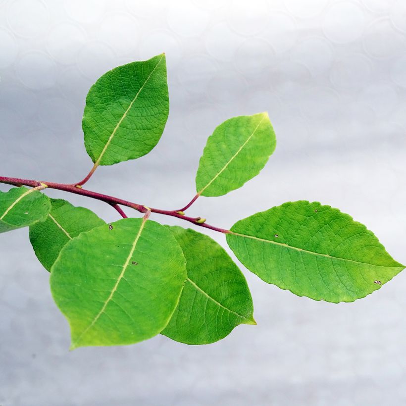 Salix caprea Kilmarnock - Great Sallow (Foliage)