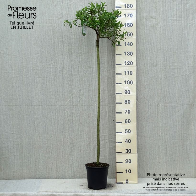 Salix gracilistyla Mount Aso - Black Willow 6L/7L pot sample as delivered in summer