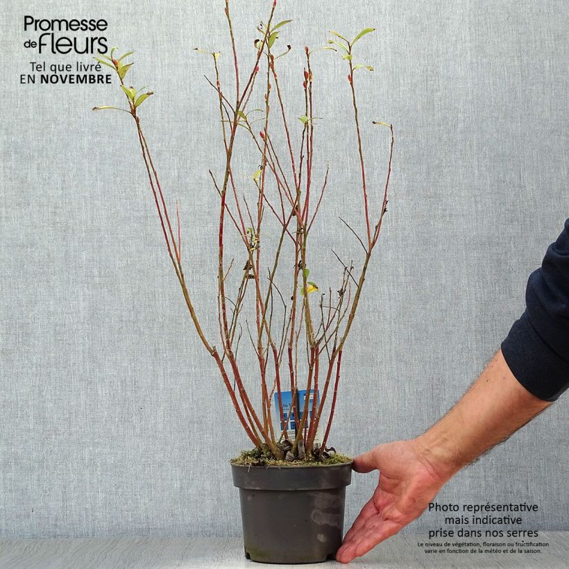 Salix gracilistyla Mount Aso - Black Willow 2L/3L pot sample as delivered in autumn