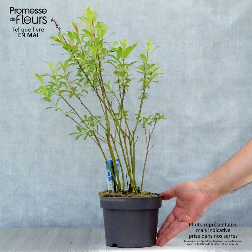 Salix gracilistyla Mount Aso - Black Willow 2L/3L pot sample as delivered in spring