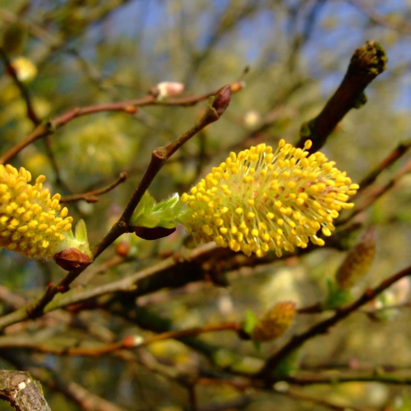 Salix cinerea - Common Sallow (Flowering)