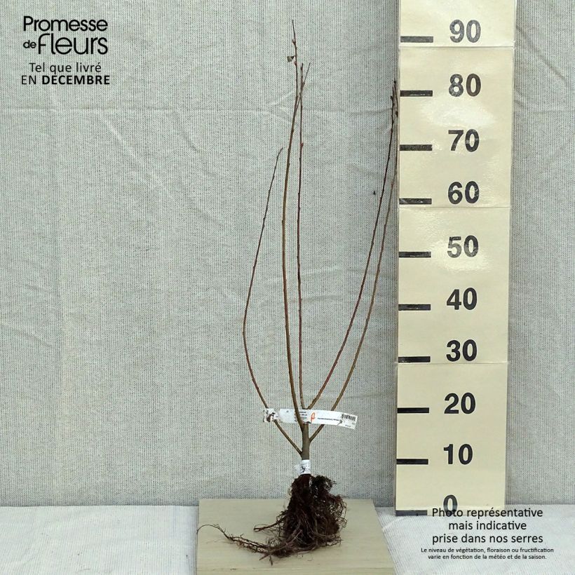 Salix cinerea - Common Sallow sample as delivered in winter