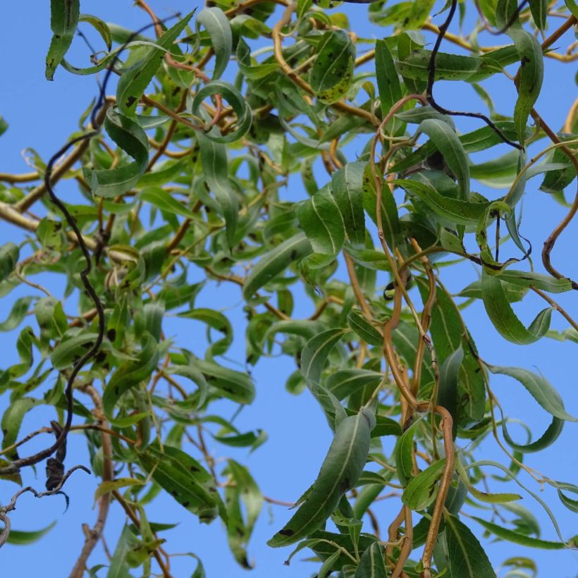 Salix x erythroflexuosa - Willow (Foliage)
