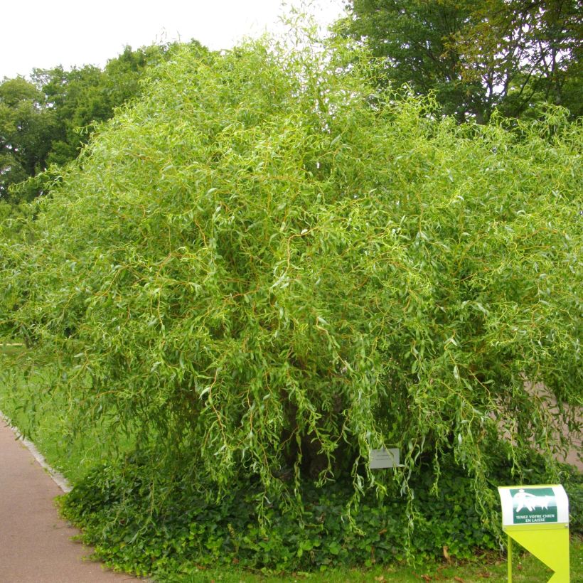 Salix x erythroflexuosa - Willow (Plant habit)