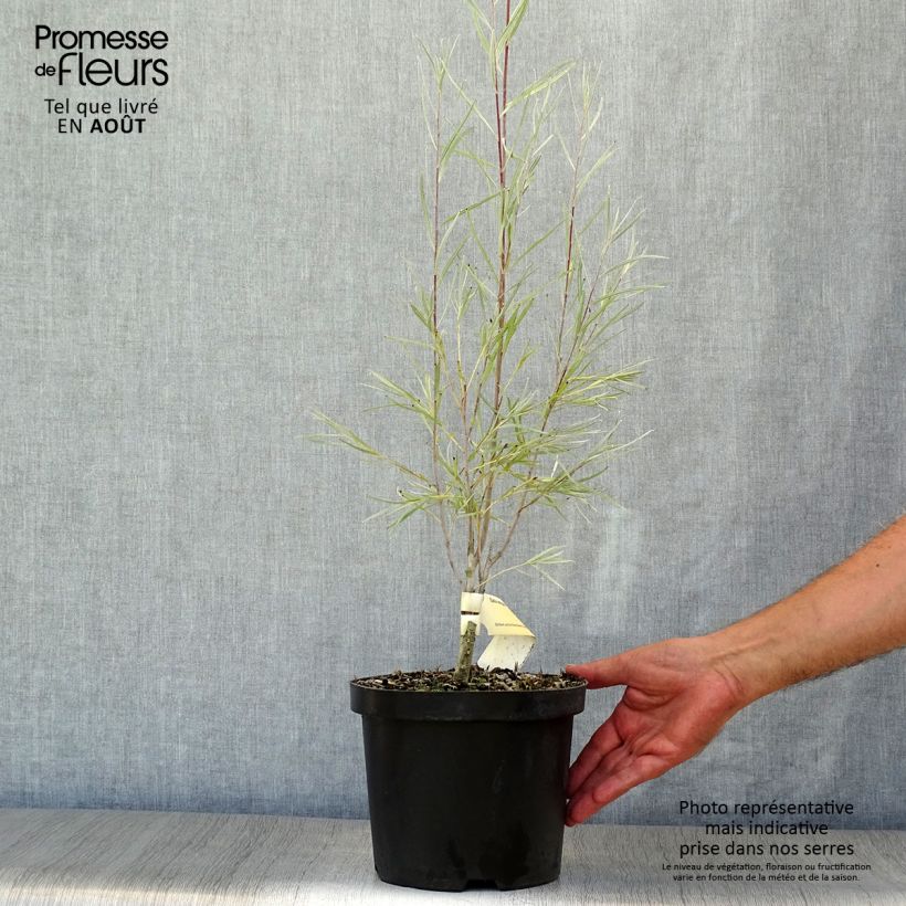 Salix exigua - Coyote Willow 3L/4L pot sample as delivered in summer