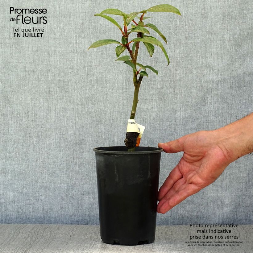 Salix fargesii - Farges Willow 4L/5L pot sample as delivered in summer