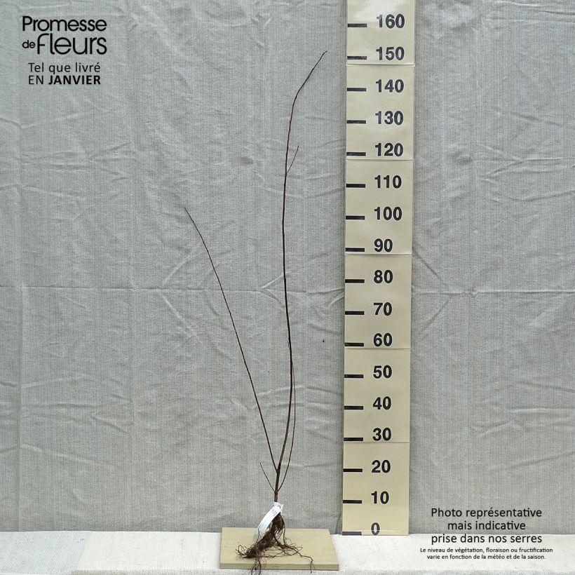 Salix fragilis - Crack Willow Bare root sample as delivered in winter