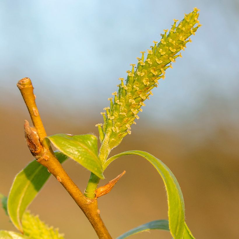 Salix fragilis - Crack Willow (Flowering)