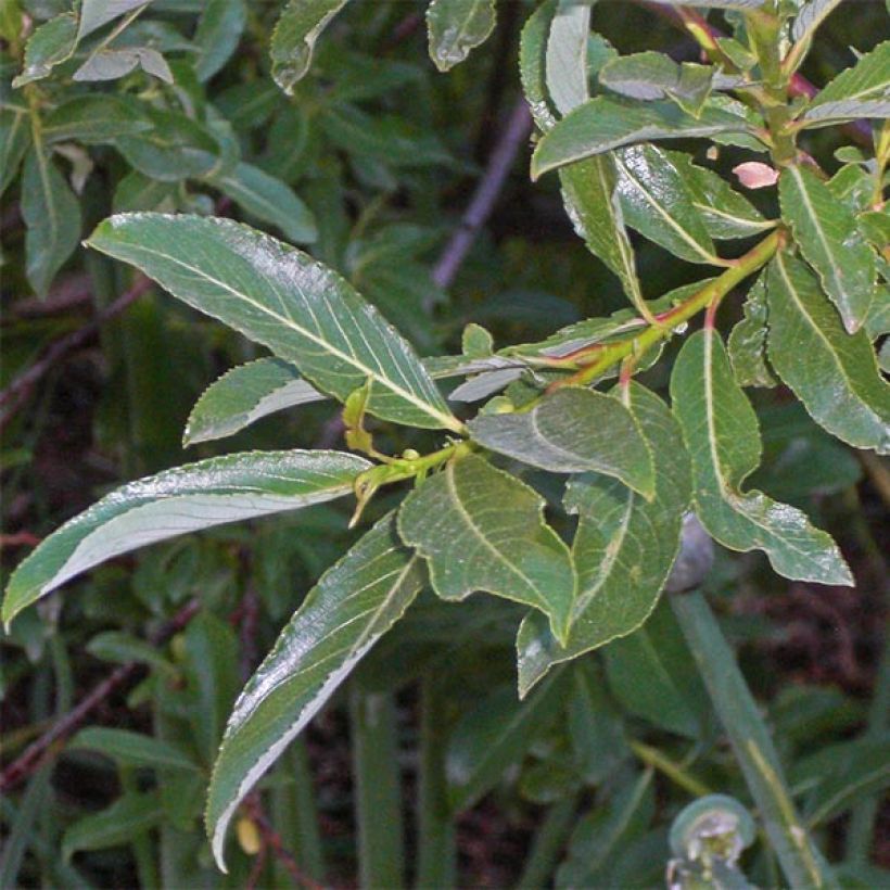 Salix gracilistyla - Black Willow (Foliage)