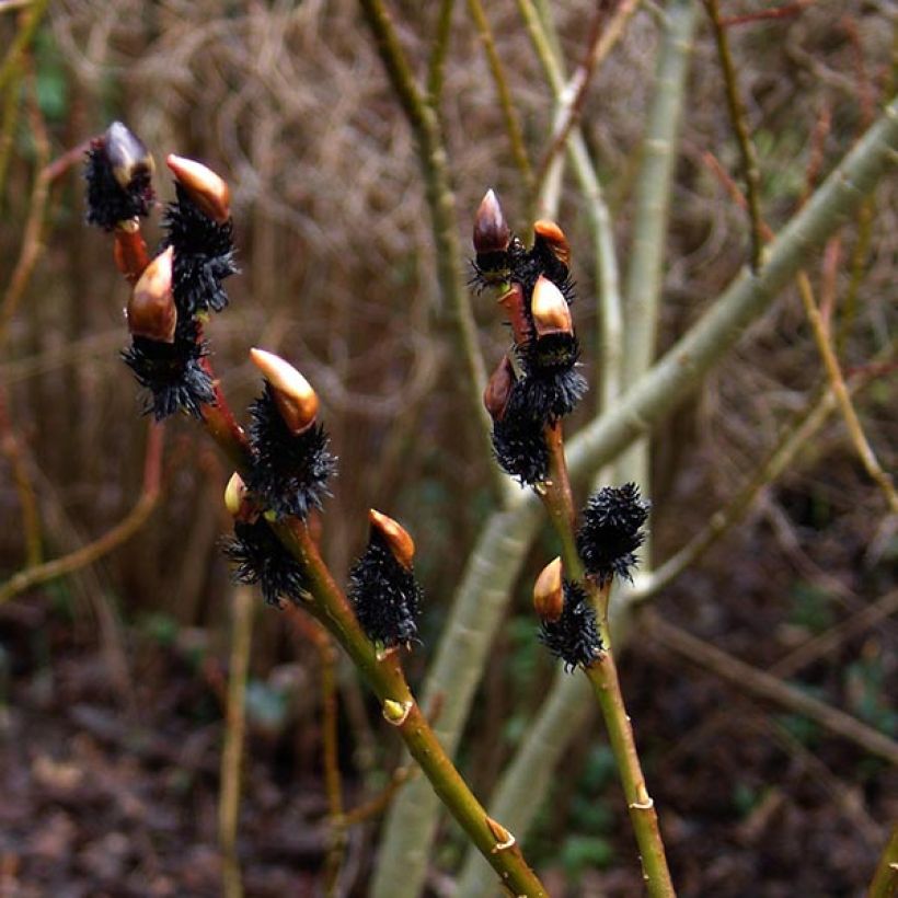 Salix gracilistyla - Black Willow (Flowering)