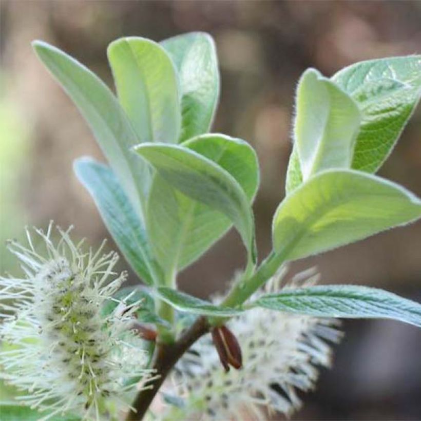 Salix helvetica - Willow (Foliage)