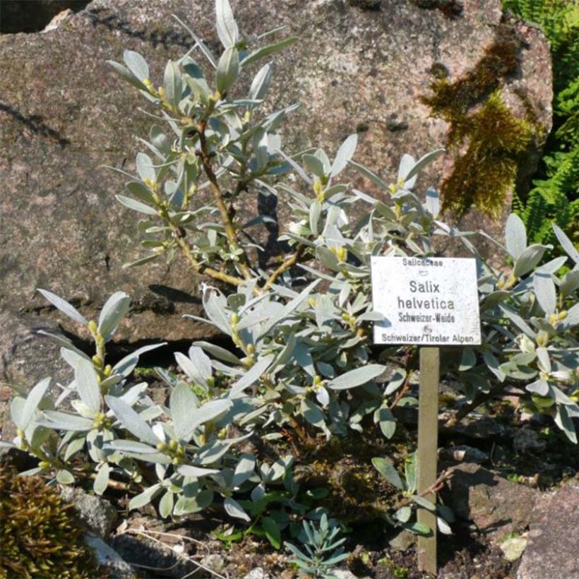 Salix helvetica - Willow (Plant habit)