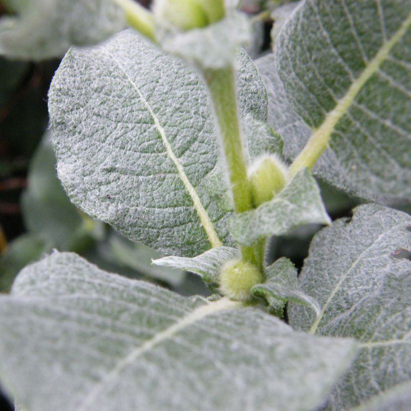 Salix lanata - Willow (Foliage)