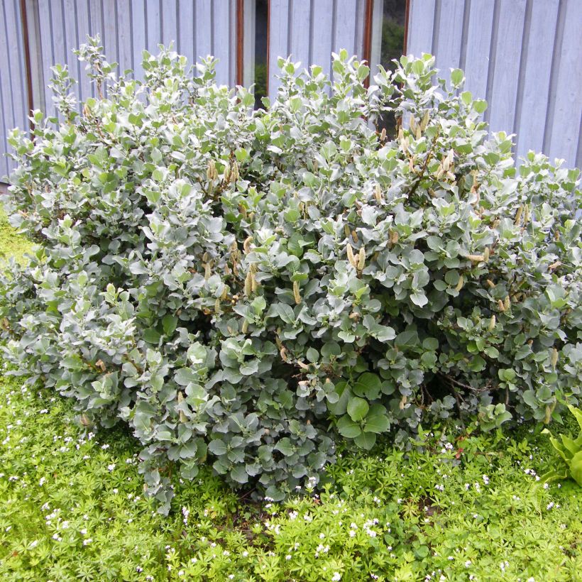 Salix lanata - Willow (Plant habit)