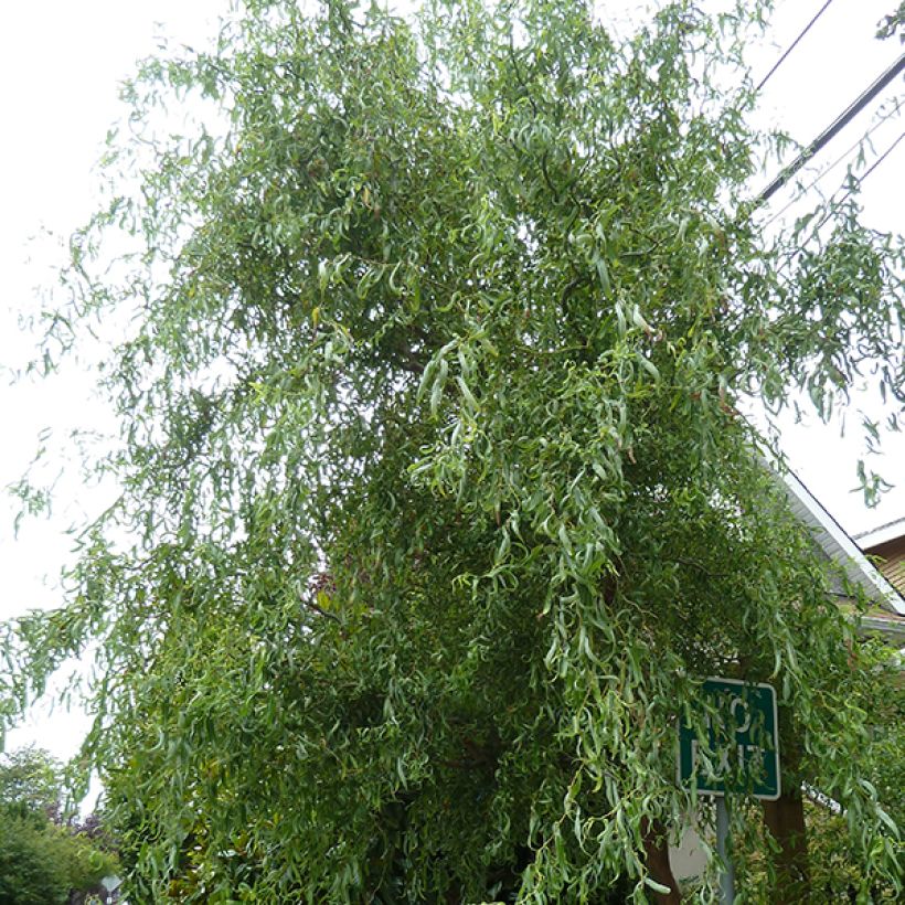 Salix matsudana Tortuosa - Dragon's Claw Willow (Plant habit)