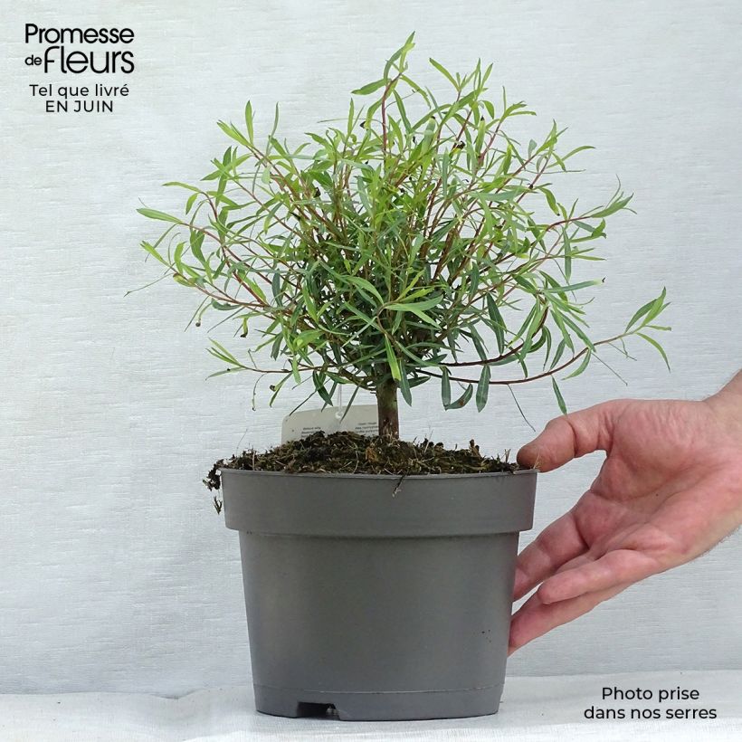 Salix purpurea Nana - Purple Willow 2L/3L pot sample as delivered in summer