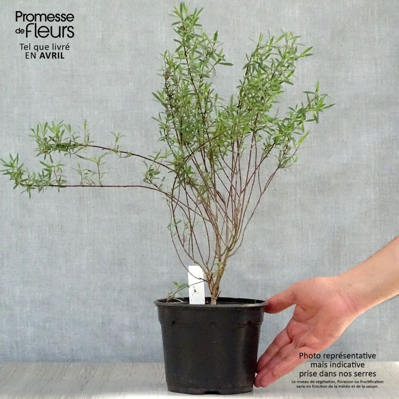Salix purpurea Nana - Purple Willow 2L/3L potShipped height around 30/40cm sample as delivered in spring