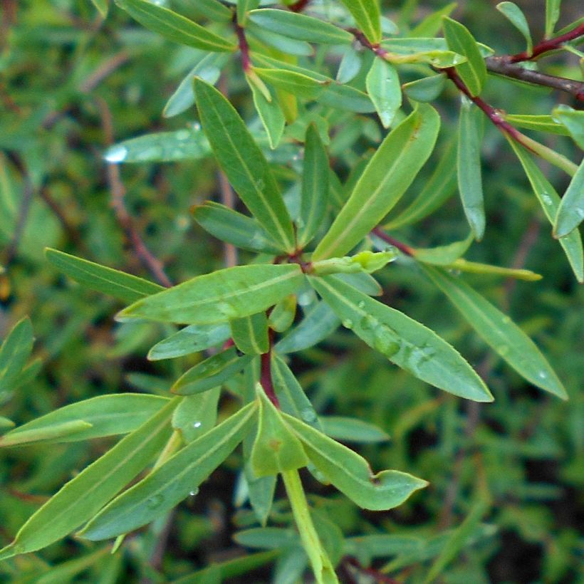 Salix purpurea Nana - Purple Willow (Foliage)