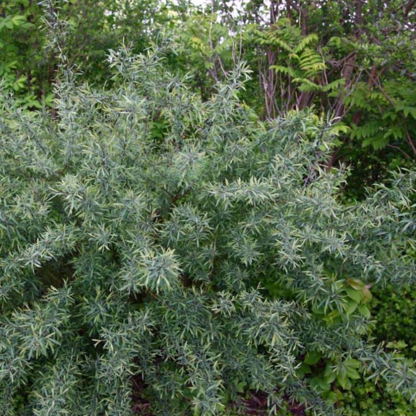 Salix purpurea Nana - Purple Willow (Plant habit)