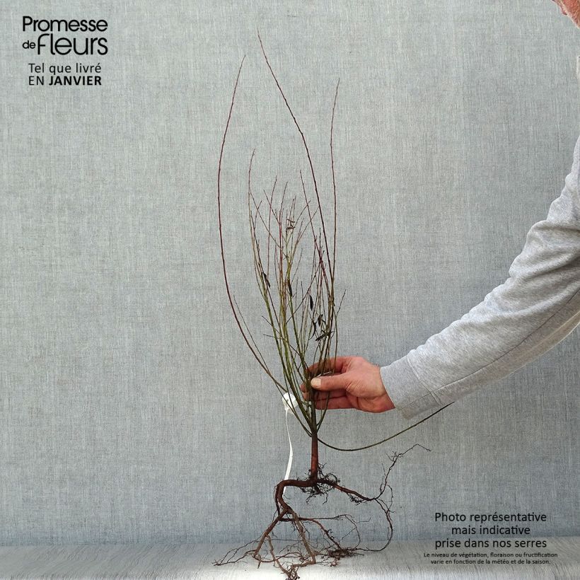 Salix purpurea Nana - Purple Willow Bare rootShipped height around 40/60cm sample as delivered in winter