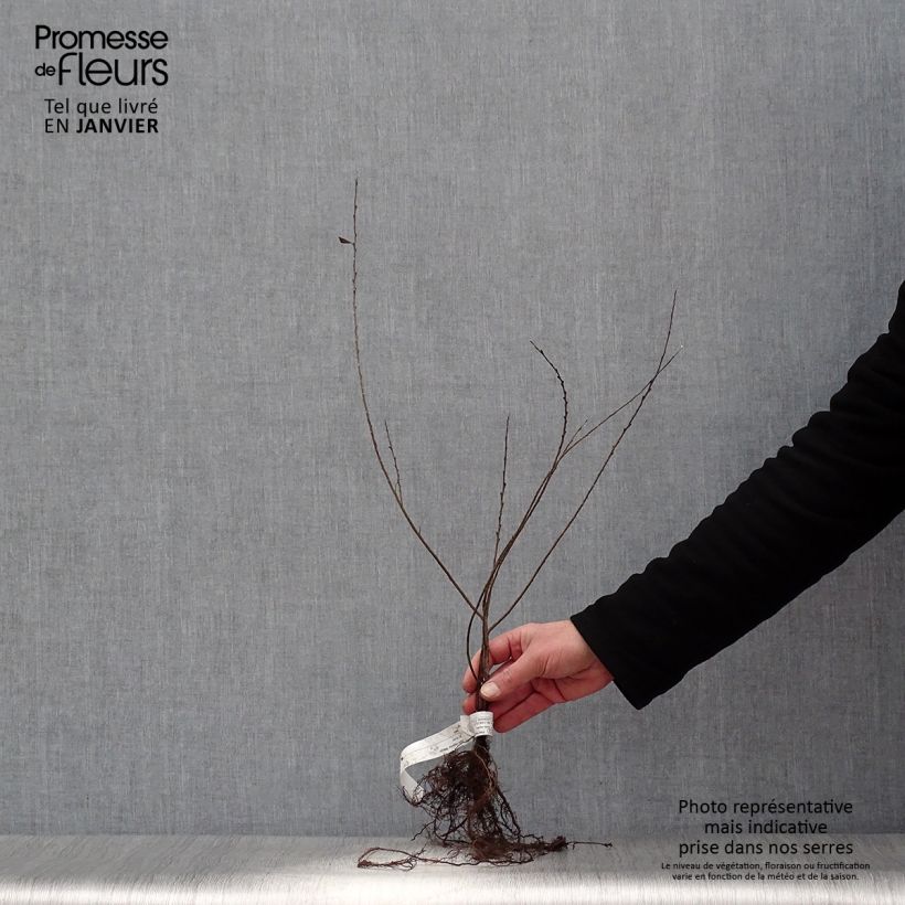 Salix repens var. nitida  - Creeping Willow Bare root sample as delivered in winter