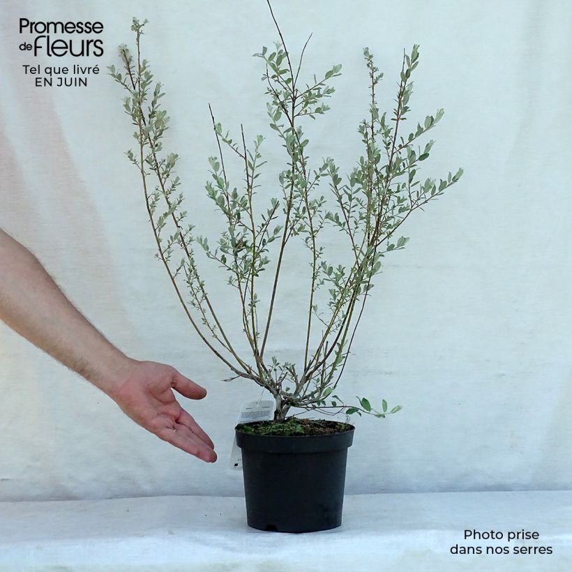 Salix repens - Creeping Willow 2L/3L pot sample as delivered in summer