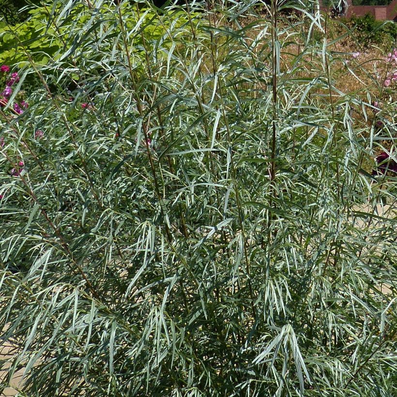 Salix rosmarinifolia - Narrow-leaved Rosemary Willow (Foliage)