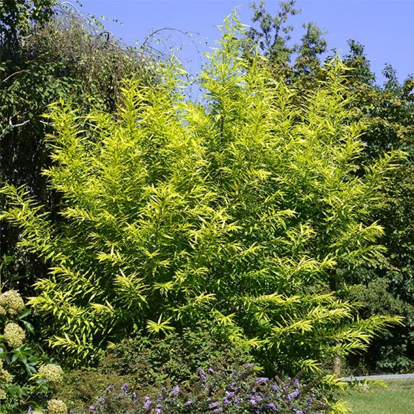 Salix sachalinensis Golden Sunshine - Sachalin Willow (Plant habit)
