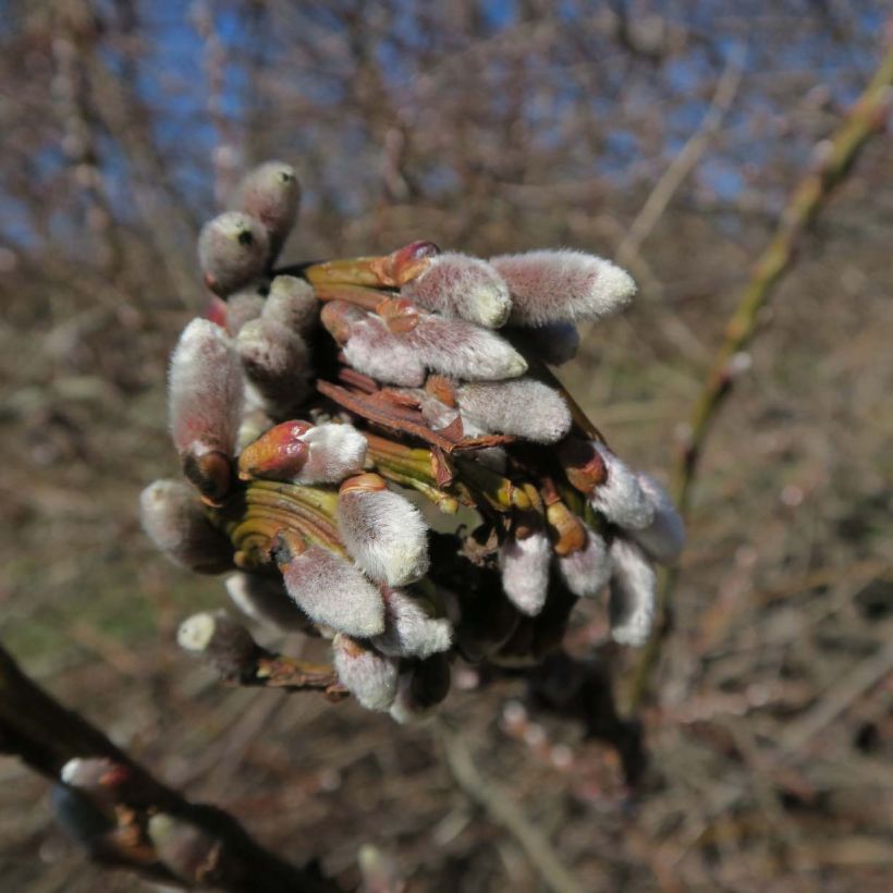 Salix sachalinensis Sekka - Sachalin Willow (Flowering)