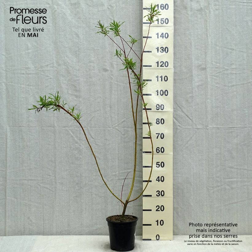 Salix sachalinensis Sekka - Sachalin Willow 3L/4L pot sample as delivered in spring