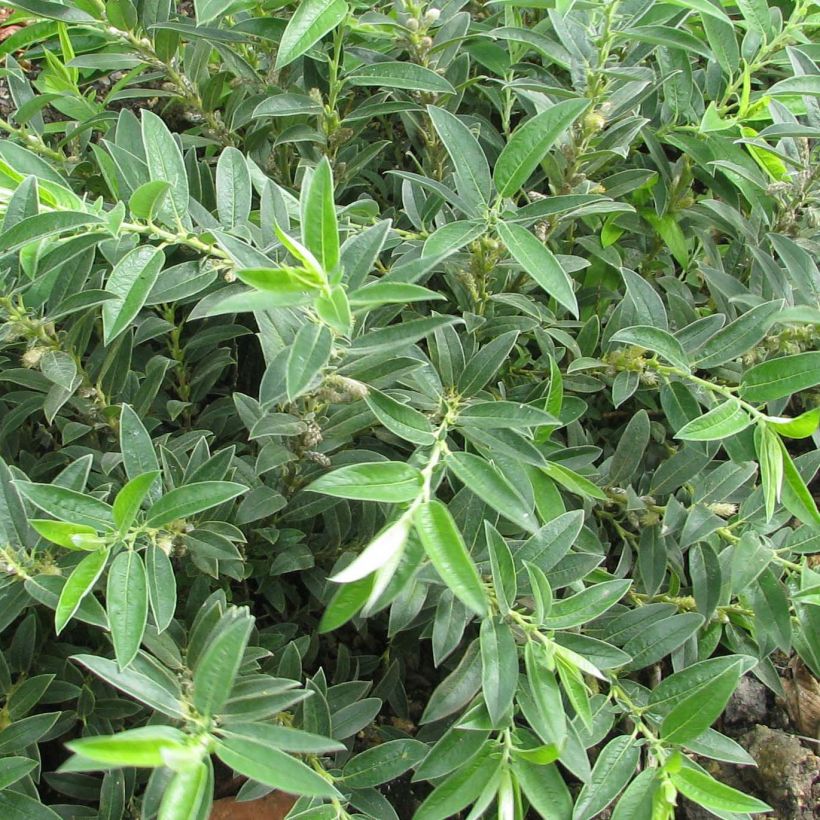 Salix subopposita - Willow (Foliage)