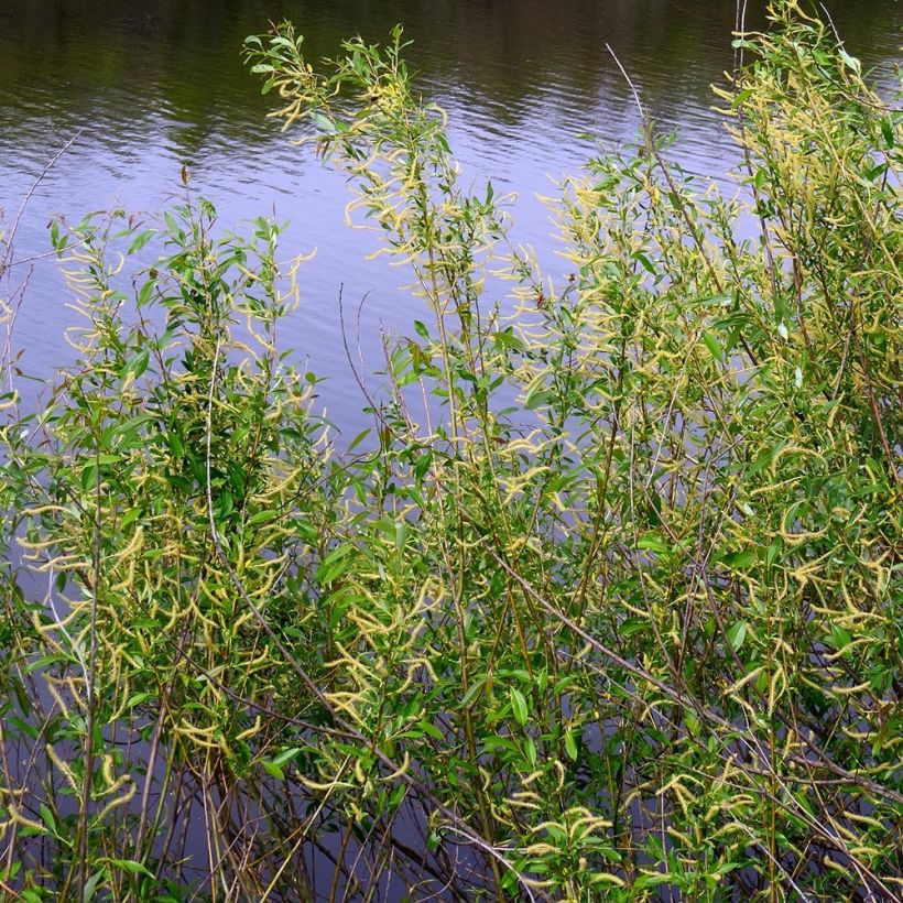 Salix triandra - Almond Willow (Plant habit)