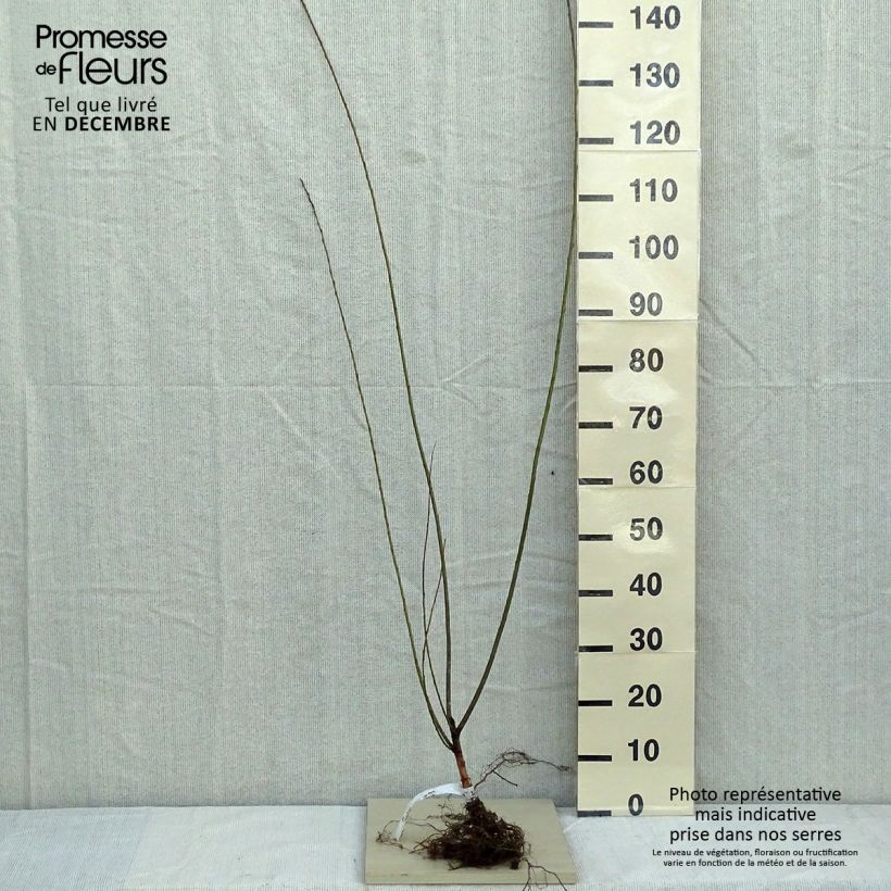 Salix triandra - Almond Willow Bare root sample as delivered in winter