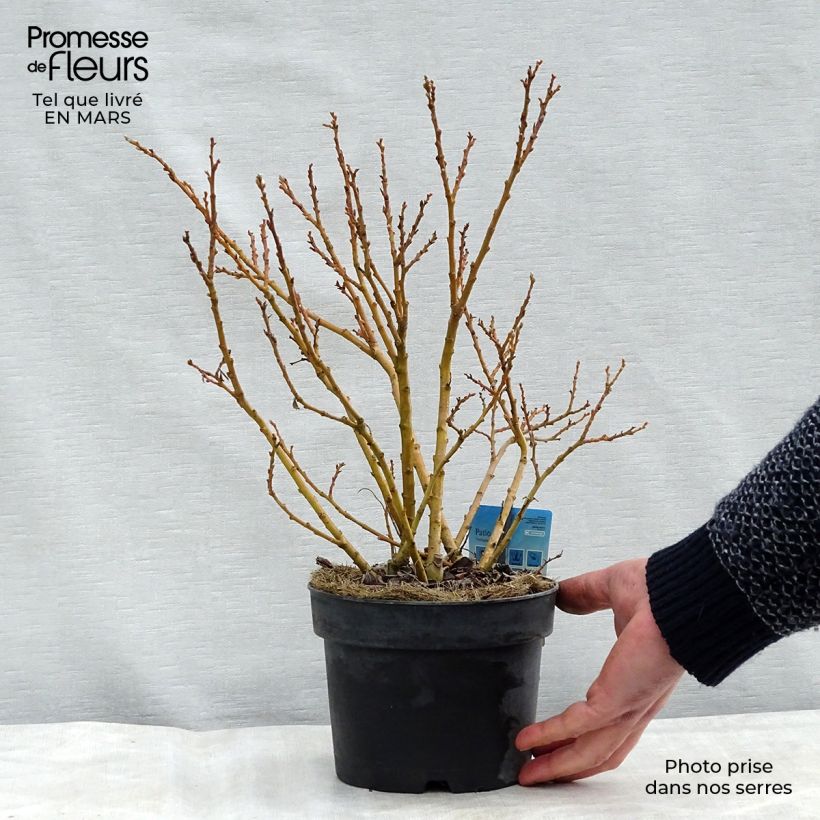 Salix x tetrapla - Willow 2L/3L pot 30/40cm sample as delivered in spring