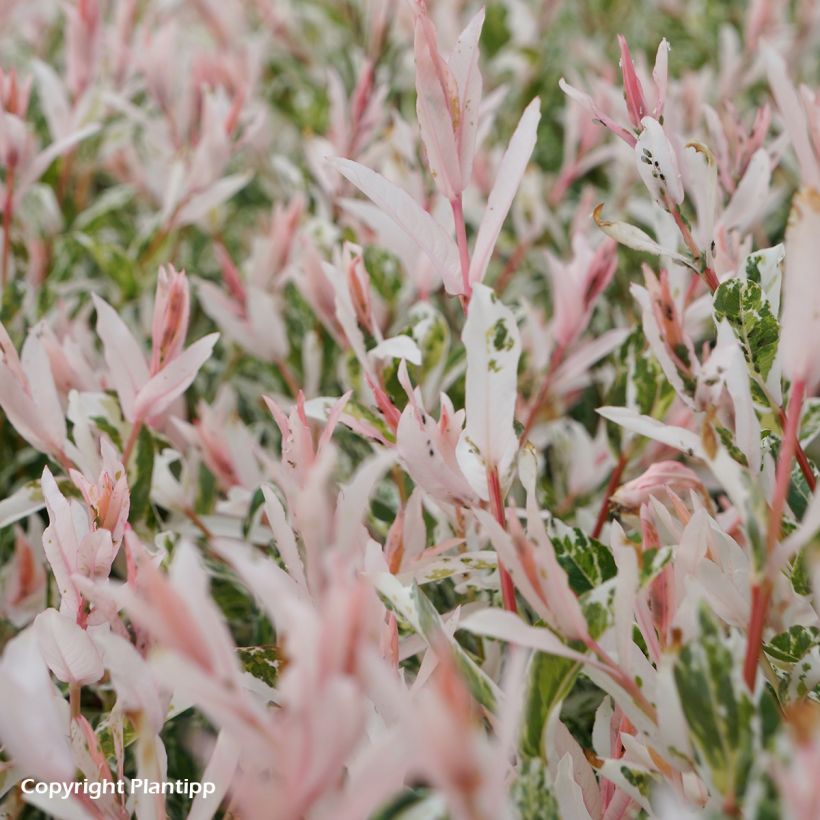 Salix integra Flamingo - Flamingo Willow (Foliage)