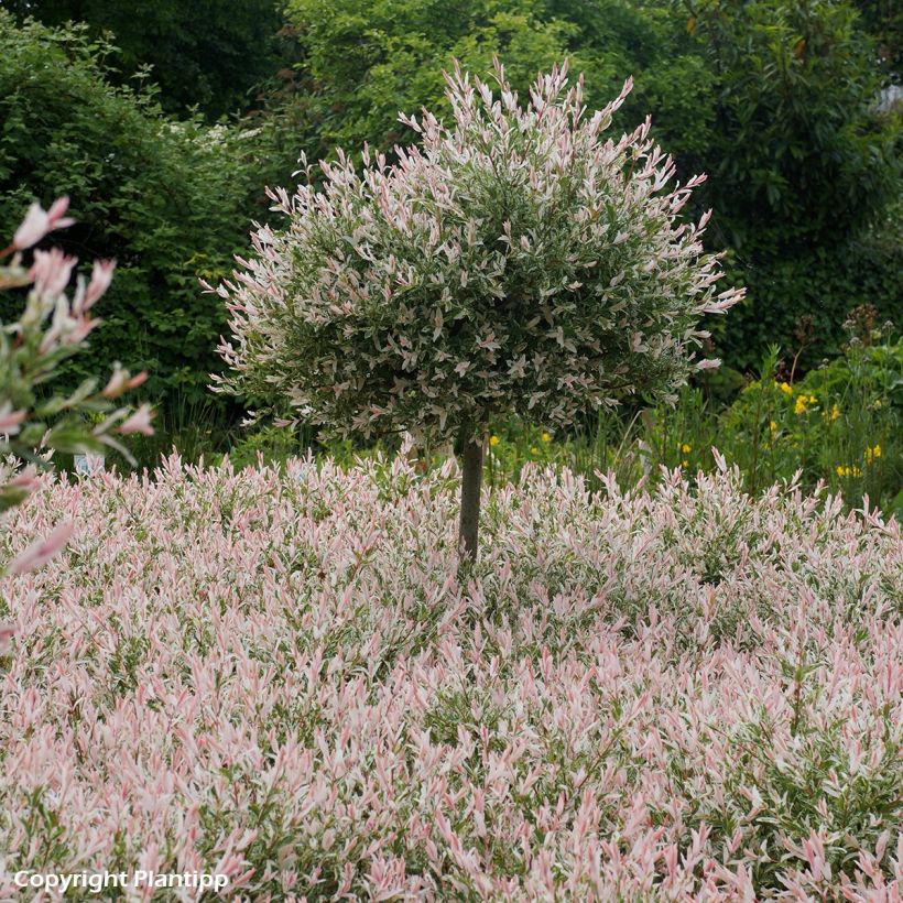 Salix integra Flamingo - Flamingo Willow (Plant habit)