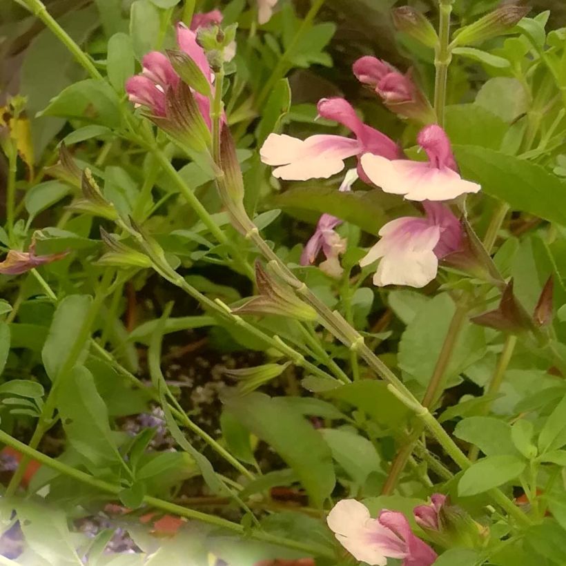 Salvia microphylla Delice Gold and Wine (Flowering)