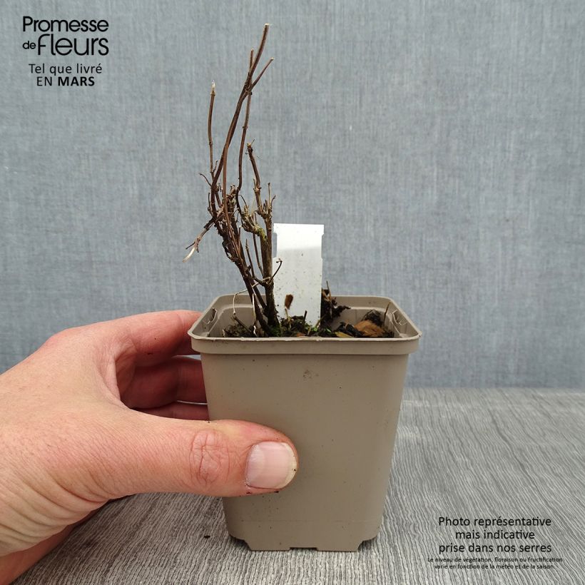 Salvia microphylla Delice Gold and Wine 8/9 cm pot sample as delivered in winter