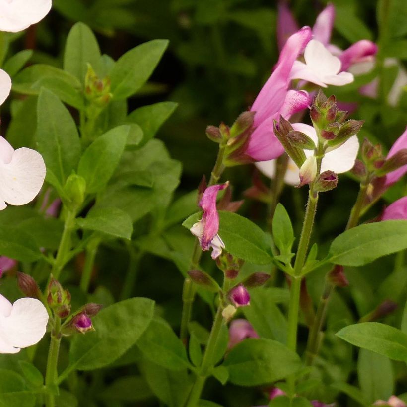 Salvia Dysons Joy (Foliage)