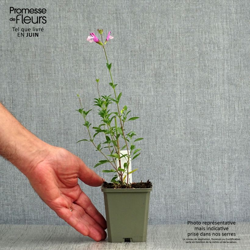 Salvia Dysons Joy 8/9 cm pot sample as delivered in summer