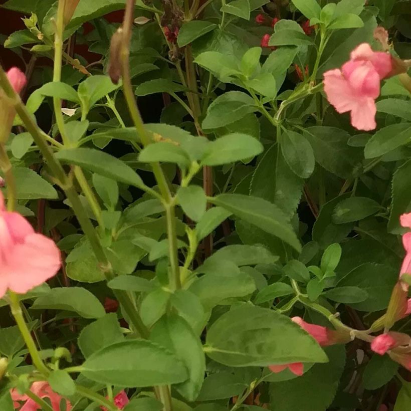 Salvia microphylla Papajan (Foliage)