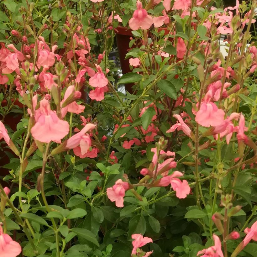 Salvia microphylla Papajan (Flowering)