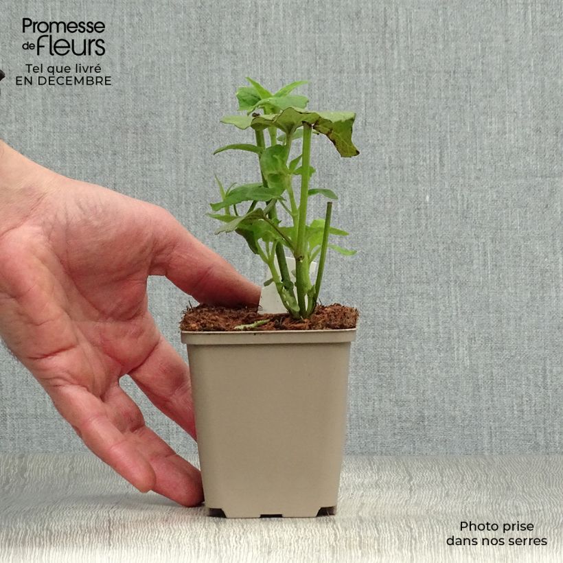 Salvia cacaliifolia 8/9 cm pot sample as delivered in winter