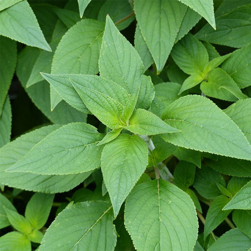 Salvia elegans Pineapple (Foliage)