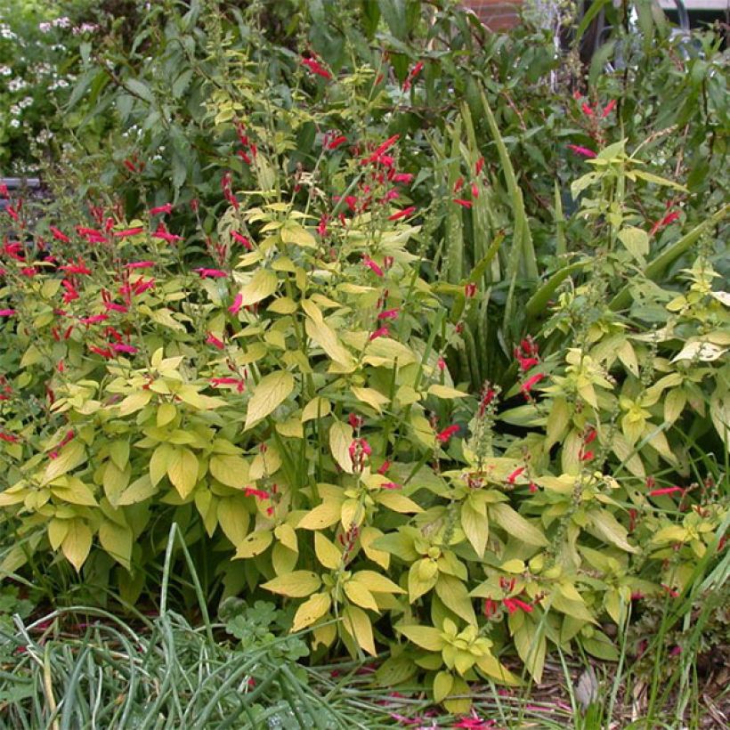 Salvia elegans Golden Delicious (Plant habit)