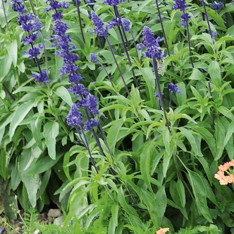 Salvia farinacea Blue Saga (Foliage)