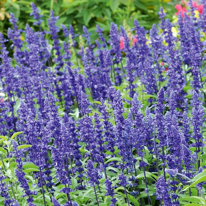 Salvia farinacea Blue Saga (Flowering)