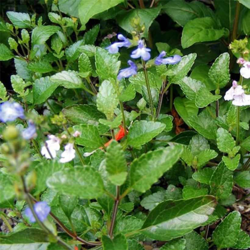 Salvia forreri  (Foliage)