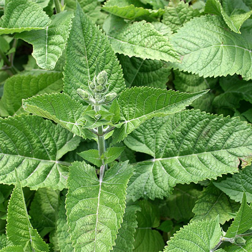 Salvia glutinosa (Foliage)