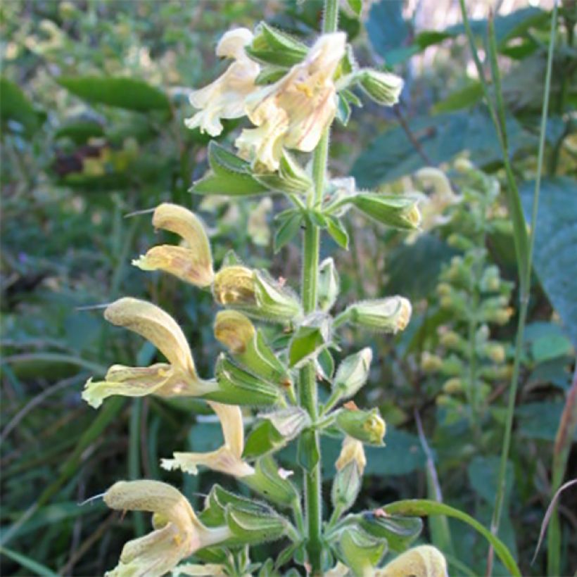 Salvia glutinosa (Flowering)